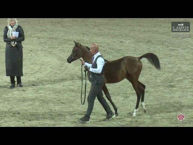 N 69 MESBAH WD   ERAB Arabian Horse International Show 2024   Colt Foals Class 2B