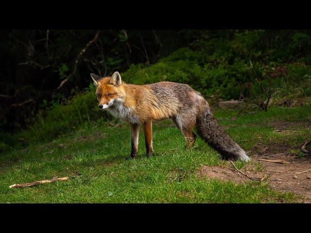 Tatry 4K - Adama Urodziny - Nosal, Sarnia Skała, Wielki Kopieniec, Rusinowa Polana, Olczyska Dolina.