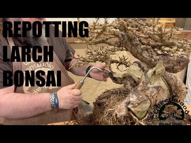 Repotting a Larch Bonsai - Greenwood Bonsai