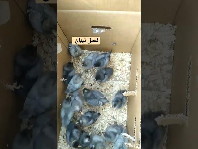 اسعار صيصان الدجاج البرغالي والبلدي