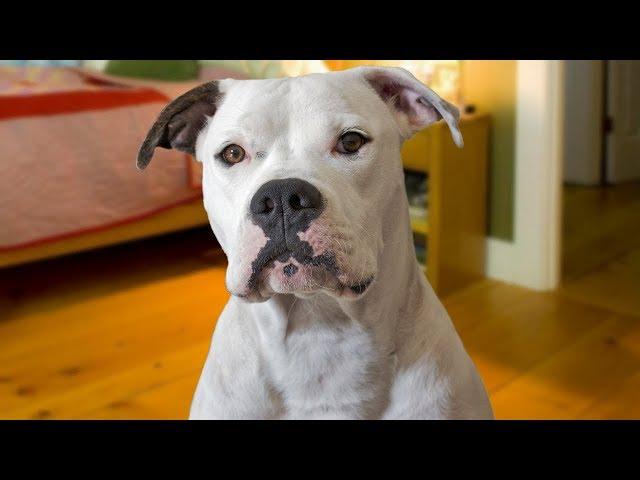 Funny American Bulldog Compilation