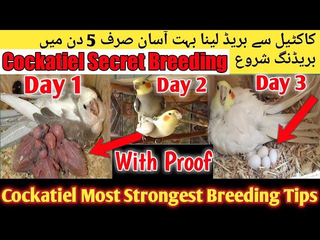 Cockatiel Top 5 Breeding Tips 2022 l Cockatiel Life time Breeding Formula, Cockatiel Breeding 3 Days