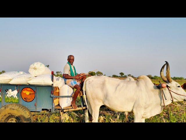 சோளம் ஏத்திட்டு வந்தோம்|Village Video in Tamil|Idhu Namma Route.#tamil#vlog#lifestyle