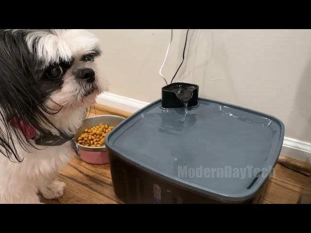 Say Goodbye to Daily Water Bowl Refills: Meet the KittySpout Dog Fountain!