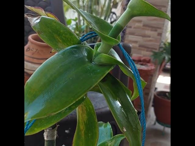 Beautiful,hanging plant callisia fragrans#varinderjit#vlog#andgardening#channel