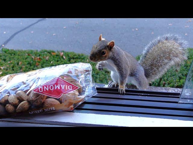 Squirrels' reactions to a bag of nuts