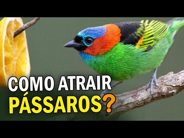 Como ATRAIR PÁSSAROS para o quintal? Comedouros atrapalham ou ajudam as aves?