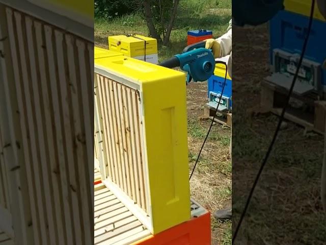 Технология отбора меда Откачка меда #анатолийстрелец