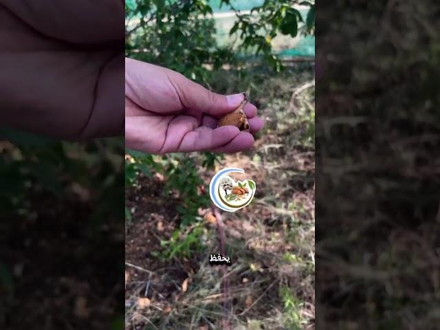 جني ثمار اللوز البلدي بالطريقة التقليدية ￼￼ #tree #satisfying #natural #hiking #wildlife #mountains