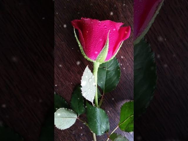 Itna kare kyon Dhandal Dunya इतना करे क्यों ढंडल दुनिया #viral #trend #ytshorts #love #rose #flowers