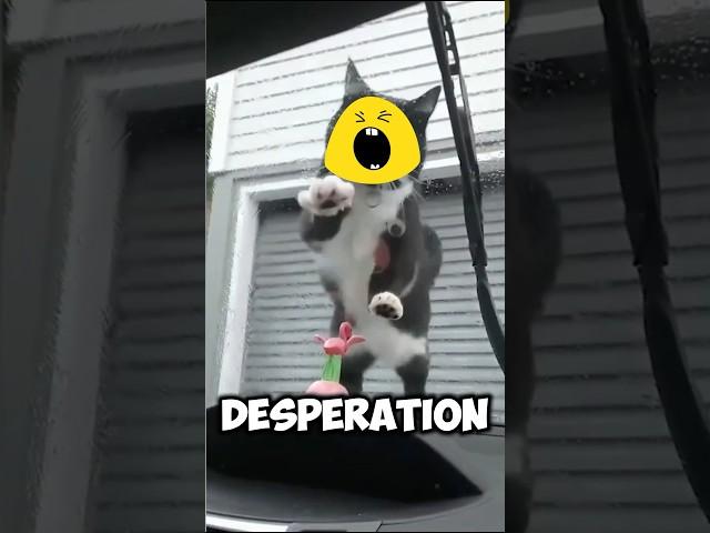 Cat Takes on Mirror Toy in a Battle You Never Saw Coming!