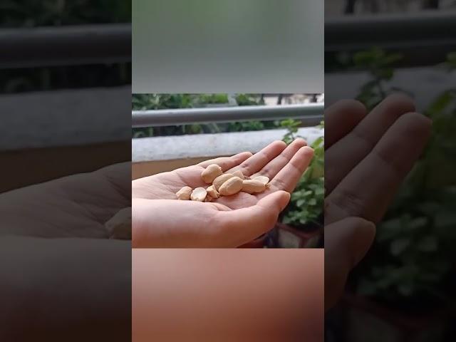 Roasted Peanuts At Home  | Healthy Peanut | #shorts