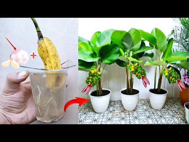 Banana plant grafting techniques | Best way to grow banana tree