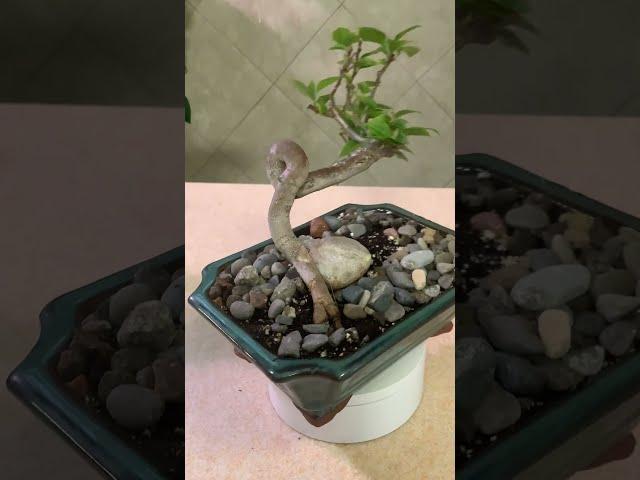 The Tropical Bonsai Inc. Paper Flower Bougainvillea