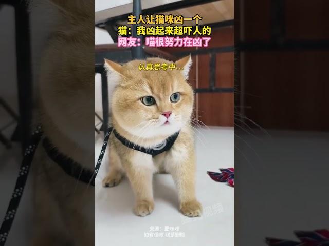 主人让猫咪凶一个，猫：我凶起来超吓人的，网友：喵很努力在凶了