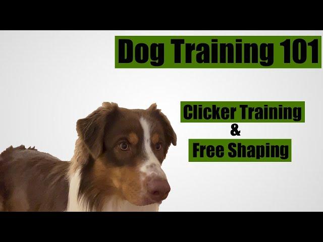 How to use a clicker to free shape your dog's behavior? Dog Training 101