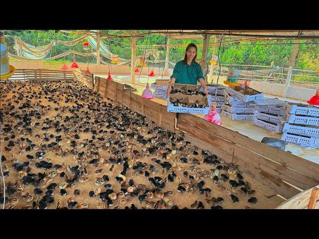 How to take care of newly hatched chicks, buy more chicks to raise