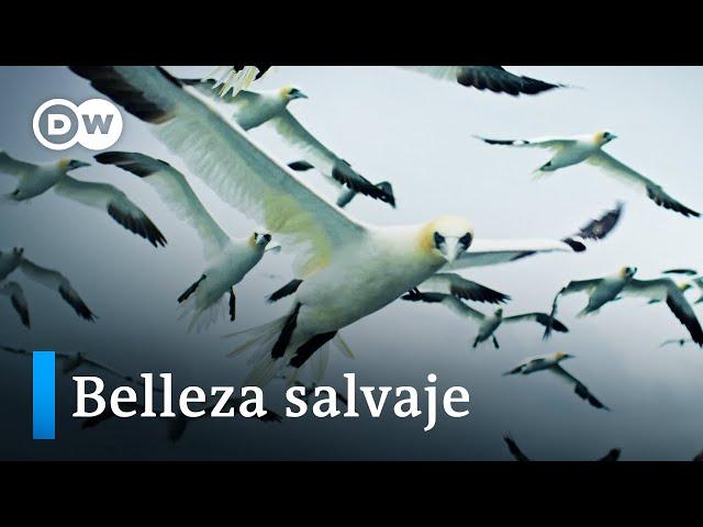 Biodiversidad en las Islas Británicas | DW Documental