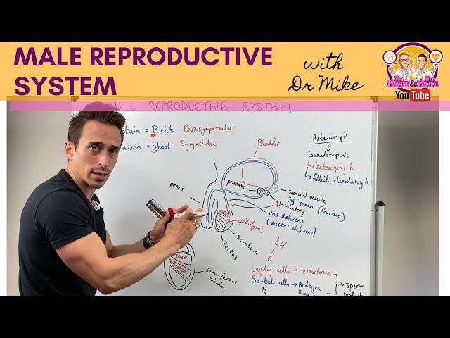 Male Reproductive System