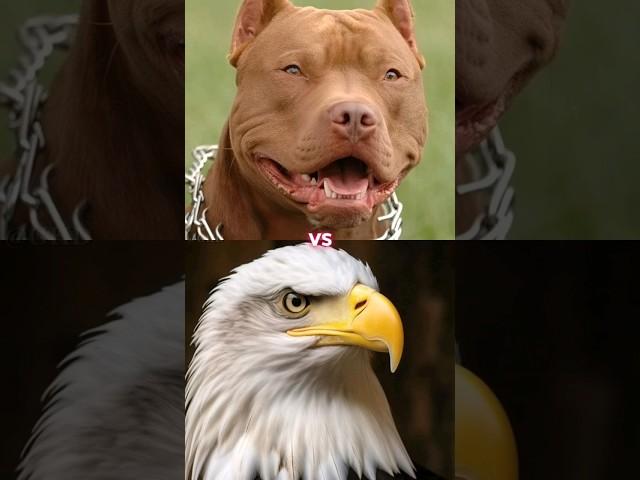 PITBULL VS EAGLE, LION, OWL, KOMODO DRAGON, ELEPHANT (MORE STRONGEST)