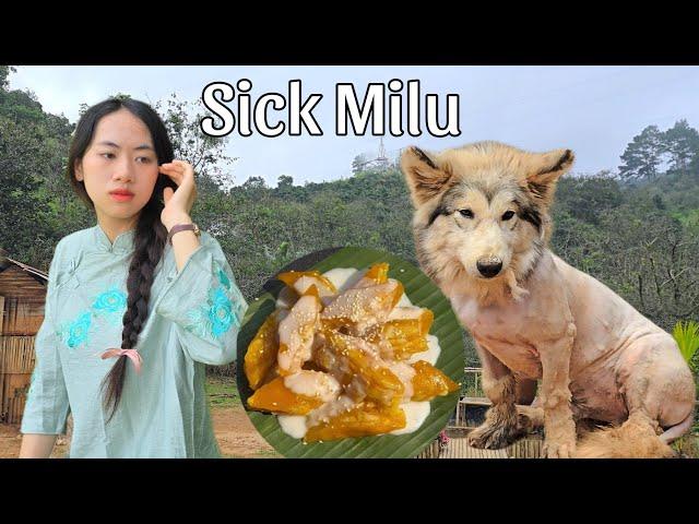 Nhu and Mom Tam Try French Banana Cake: Sick dog Milo has to have his fur shaved!