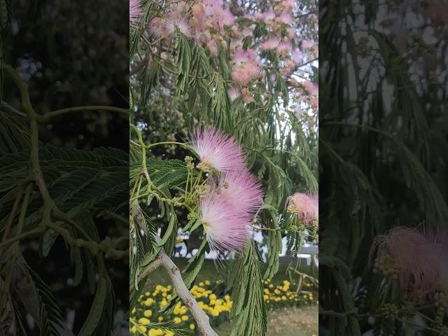 Крым  Альбиция ленкоранская