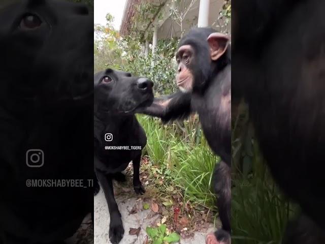 ️ #animal #ape #babyanimals #chimp #monkey #labrador #dog