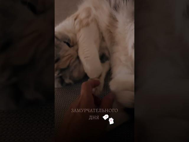 Муррр… #видеоконтент  #видеомонтаж #котики