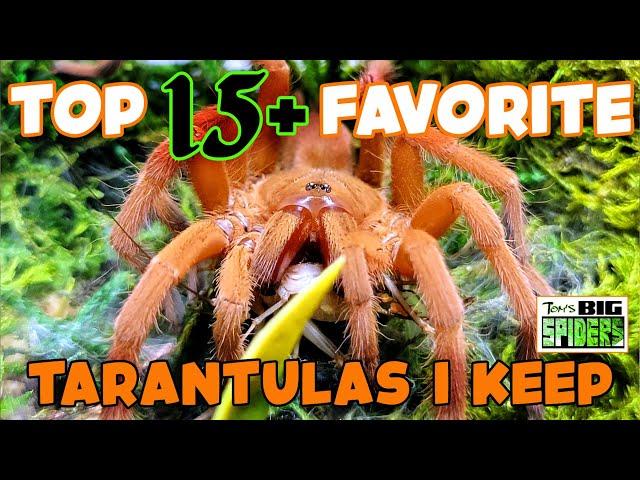 My TOP 15+ Favorite Tarantulas...for Now