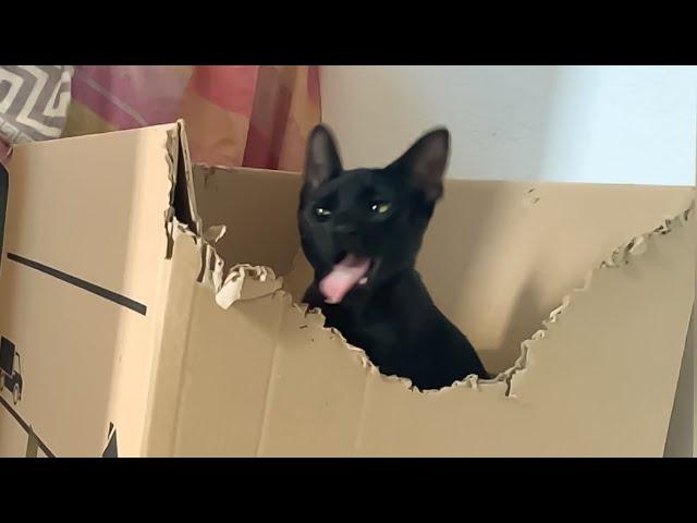 Slo-Mo Cat Cuteness: Black Kitty Bites Box Then Jumps 