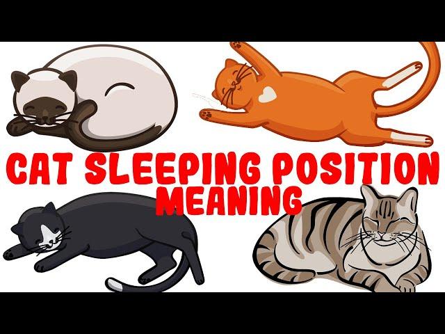 What Your Cat's Sleeping Position Reveals About Their Health and Personality