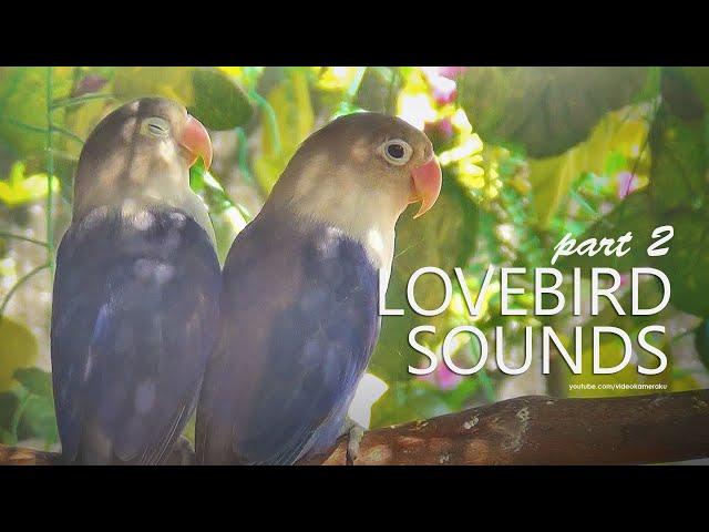 Lovebird Sound: Two Violet Lovebird | December 2024 | Part 2