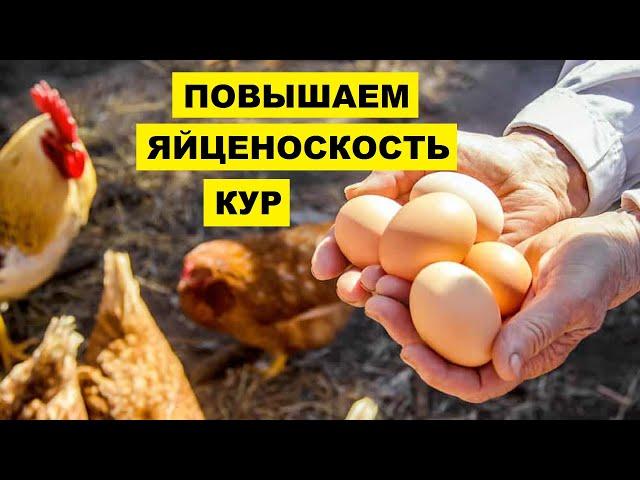 Как повысить яйценоскость кур | Куры несушки |