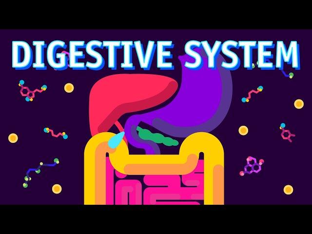 How our Digestive System Works?