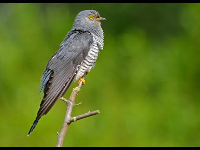 Cuckoo 1h bird sound