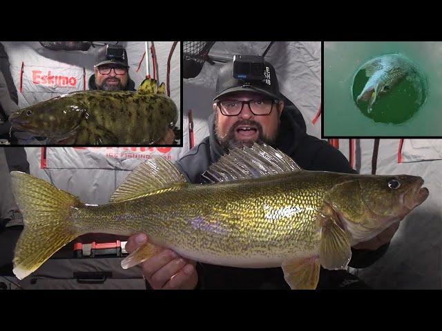 Ice Fishing for Multi-Species | Where to find BIG Walleye!