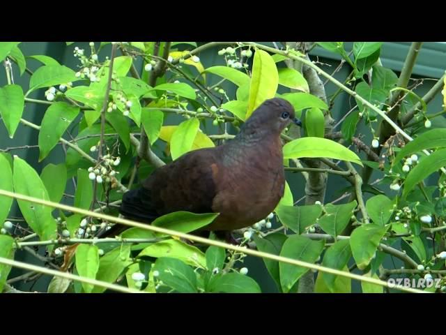 Garden Visitors #73 - Brown Cuckoo-Dove