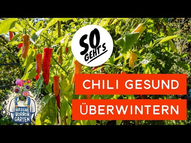 Chilli überwintern - so überstehen deine Pflanzen den Winter I der kleine Horrorgarten