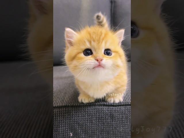 Tiny Kitten’s Meow Is the Sweetest Sound Ever! #cute  #cat #kitten #meow  #funny