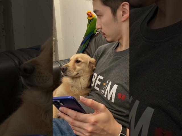 My family's furry and feathery friends: Doggo chilling & cheeky parrot crashing the scene! #funny