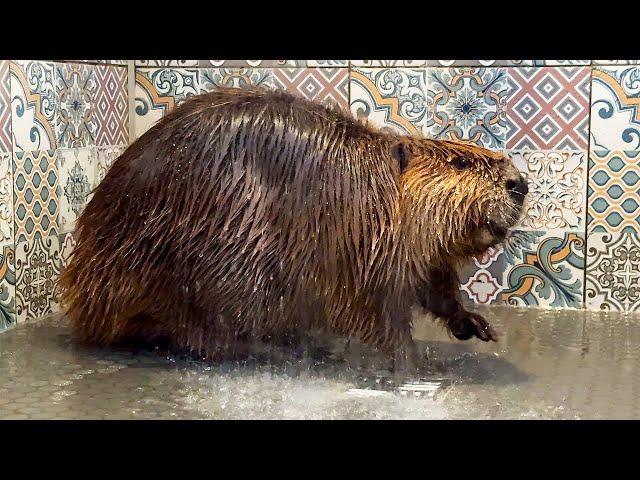 BEAVER REACTION TO A SHOWER / Feeding a beaver through a tube