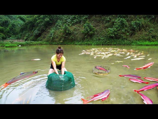 Harvesting Fish In The Field Goes To Market Sell, Cooking Fish | Nhất Daily Life