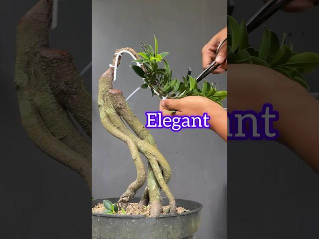 The Beauty of Elegant Ficus Bonsai Tree