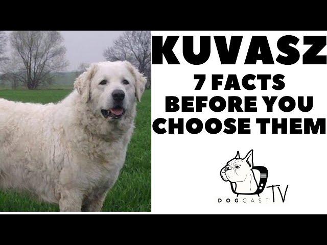 Before you buy a dog - KUVASZ - 7 facts to consider!  DogcastTV!