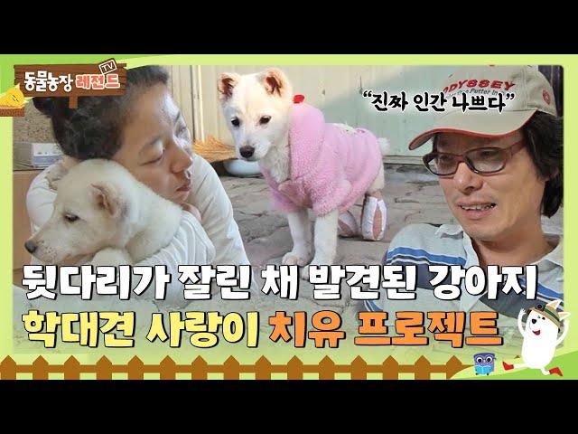 [TV 동물농장 레전드] “진짜 인간 나쁘다”뒷다리 두 개와 귀·꼬리까지 잘린 강아지, ‘사랑이’의 상처 치유 프로젝트! #TV동물농장 #AnimalFarm #SBSstory