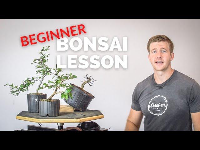 3 Great Plants for Broadleaf Bonsai | Bonsai-U