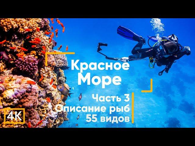 Рыбы Красного моря (с описанием). Акулы. Осьминоги. Часть 3. Египет. Дайвинг. (Сафага)