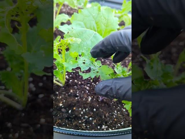 Watch out for cabbage worms (caterpillars)they eat kale, broccoli, cabbage,radish & turnips#garden