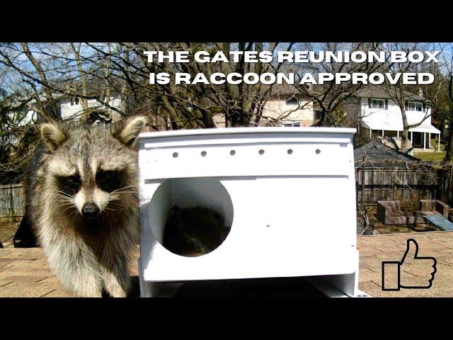 Mother Raccoon Decides Our Box Is Her New Home