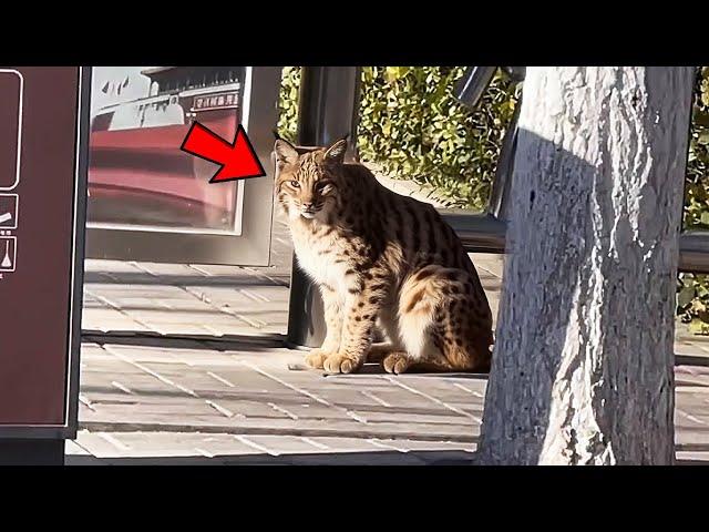 After Moving to My New Home, I Met an Extremely Fat Bobcat!